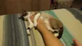 Suzi