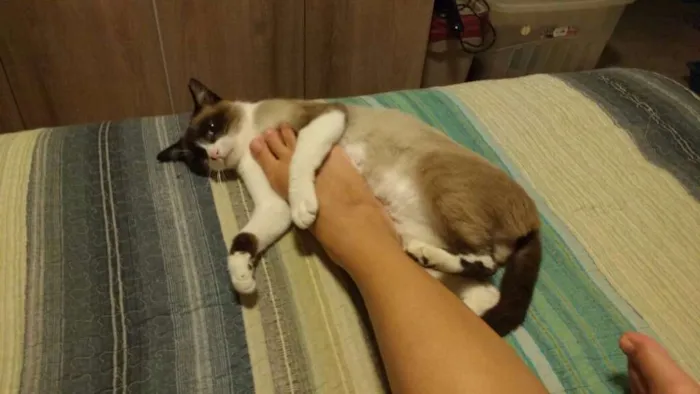 Gato ra a SRD idade 3 anos nome Suzi