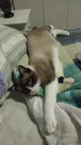 Suzi