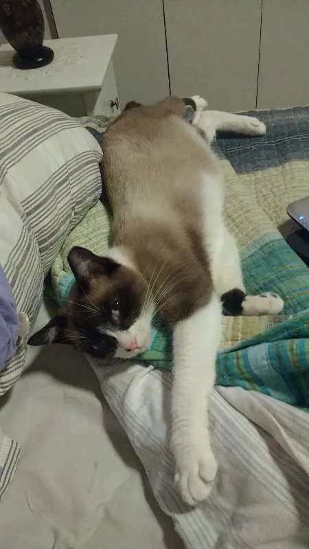 Gato ra a SRD idade 3 anos nome Suzi