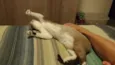 Suzi