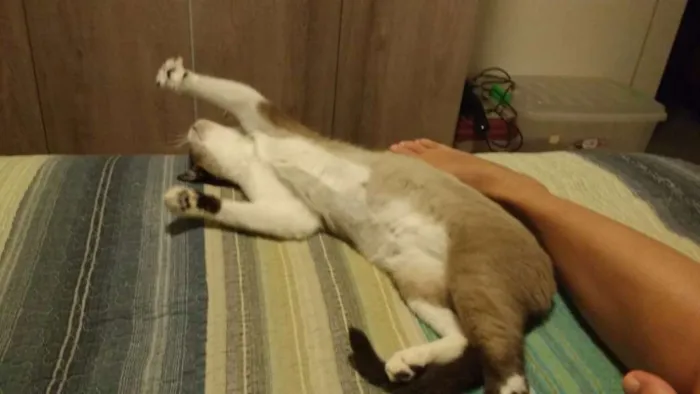 Gato ra a SRD idade 3 anos nome Suzi