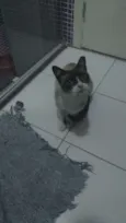 Suzi