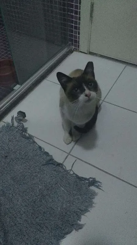 Gato ra a SRD idade 3 anos nome Suzi