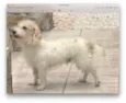 Pipoca