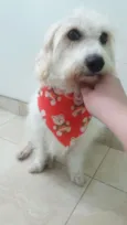 Pipoca