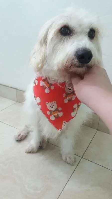 Cachorro ra a nao definida idade 3 anos nome Pipoca
