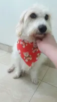 Pipoca