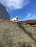 Pipoca