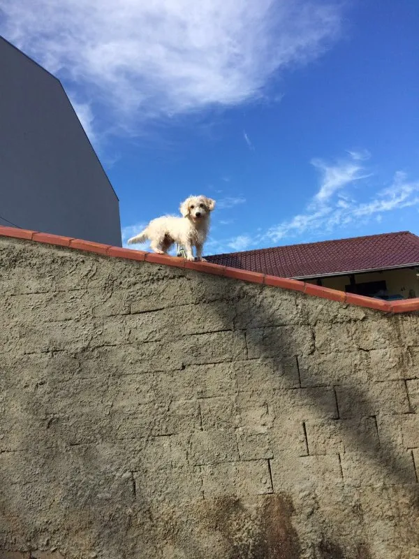 Cachorro ra a nao definida idade 3 anos nome Pipoca
