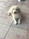 Pipoca