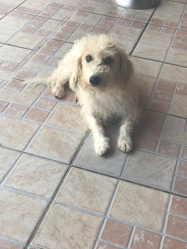 Cachorro ra a nao definida idade 3 anos nome Pipoca