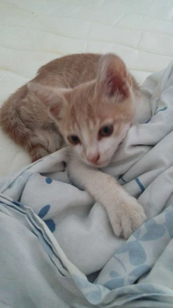 Gato ra a Sem raça  idade 2 a 6 meses nome Sem nome