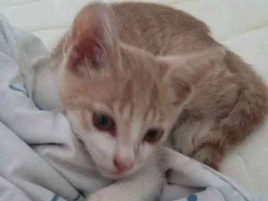 Gato raça Sem raça  idade 2 a 6 meses nome Sem nome