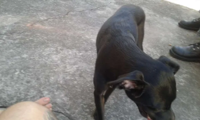 Cachorro ra a SRD idade 1 ano nome Liza