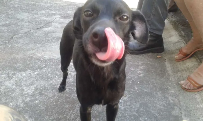 Cachorro ra a SRD idade 1 ano nome Liza