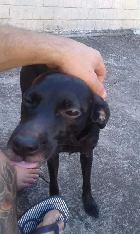 Cachorro ra a SRD idade 1 ano nome Liza