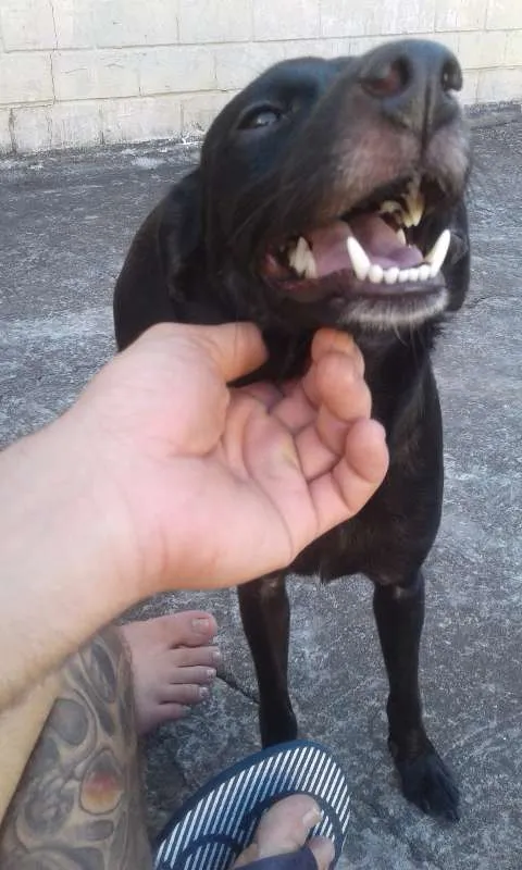 Cachorro ra a SRD idade 1 ano nome Liza