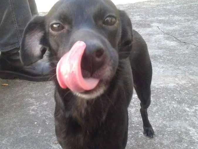Cachorro ra a SRD idade 1 ano nome Liza
