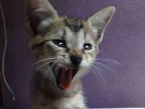 Gato raça SRD idade 1 ano nome Gatos Machos