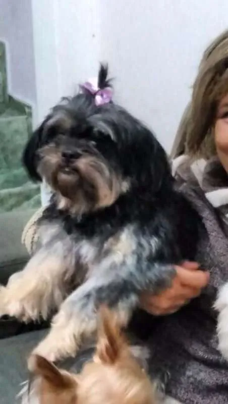 Cachorro ra a Lhasa Apso idade 4 anos nome MEG