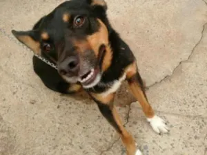 Cachorro raça SEM RAÇA idade 2 anos nome DOKI