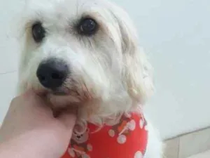 Cachorro raça nao definida idade 3 anos nome Pipoca