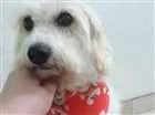 Cachorro raça nao definida idade 3 anos nome Pipoca