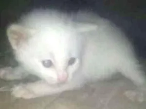Gato raça viralata eu acho   idade Abaixo de 2 meses nome filhotes 