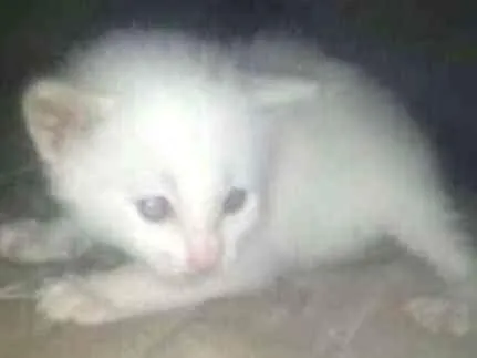 Gato ra a viralata eu acho   idade Abaixo de 2 meses nome filhotes 