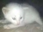 Gato raça viralata eu acho   idade Abaixo de 2 meses nome filhotes 