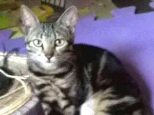 Gato raça srd  idade 7 a 11 meses nome Mia