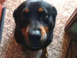 Cachorro raça Sem raça idade 6 ou mais anos nome Negão