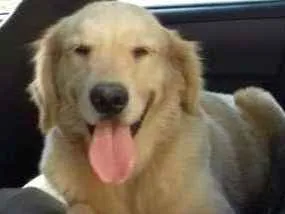 Cachorro ra a Golden Retriever idade 4 anos nome Fiona