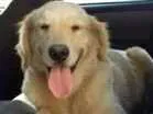 Cachorro raça Golden Retriever idade 4 anos nome Fiona