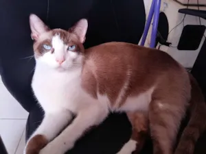 Gato raça Mestiça  idade 1 ano nome Robert