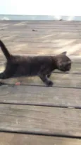 gatos