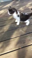 gatos