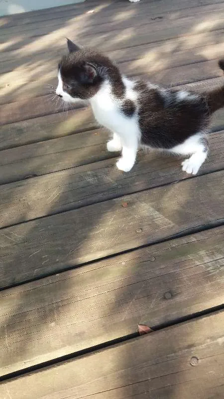 Gato ra a não sei idade Abaixo de 2 meses nome gatos