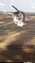 gatos