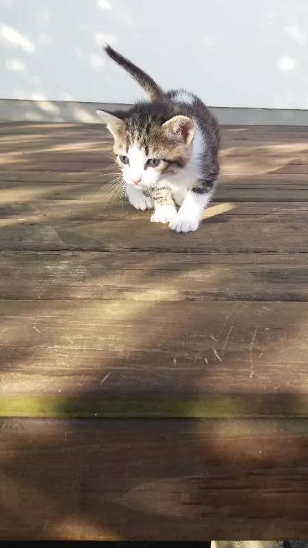 Gato ra a não sei idade Abaixo de 2 meses nome gatos