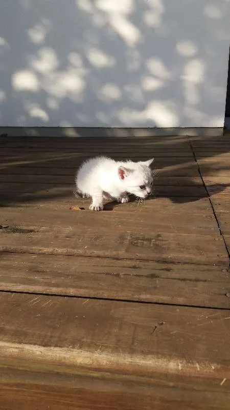 Gato ra a não sei idade Abaixo de 2 meses nome gatos