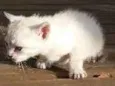 gatos