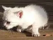 Gato raça não sei idade Abaixo de 2 meses nome gatos