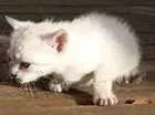 Gato raça não sei idade Abaixo de 2 meses nome gatos