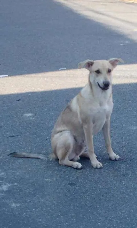 Cachorro ra a vira lata idade 7 a 11 meses nome Banzé