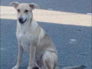 Cachorro raça vira lata idade 7 a 11 meses nome Banzé