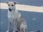 Cachorro raça vira lata idade 7 a 11 meses nome Banzé