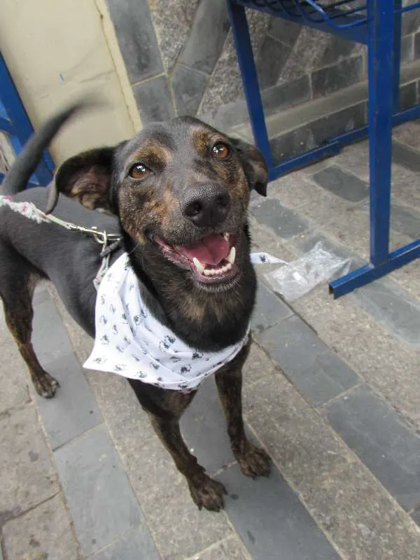 Cachorro raça SRD idade 1 ano nome Neguinho