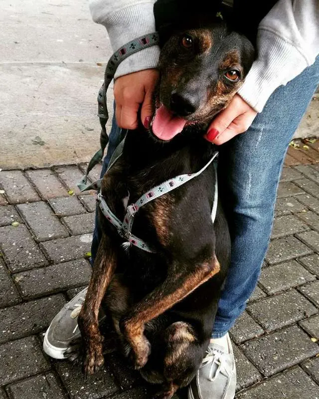 Cachorro raça SRD idade 1 ano nome Neguinho